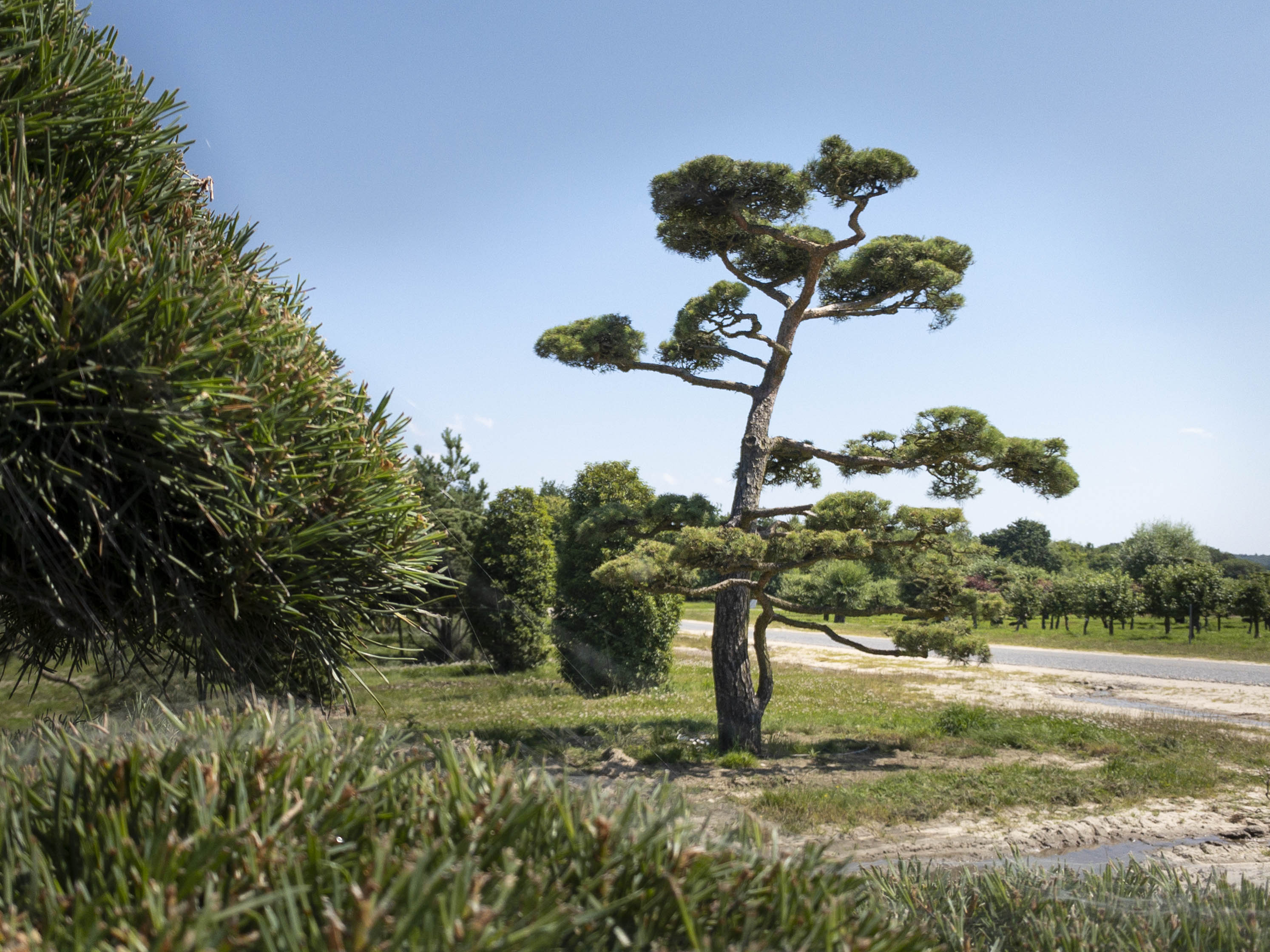 Pinus sylvestris Bonsai